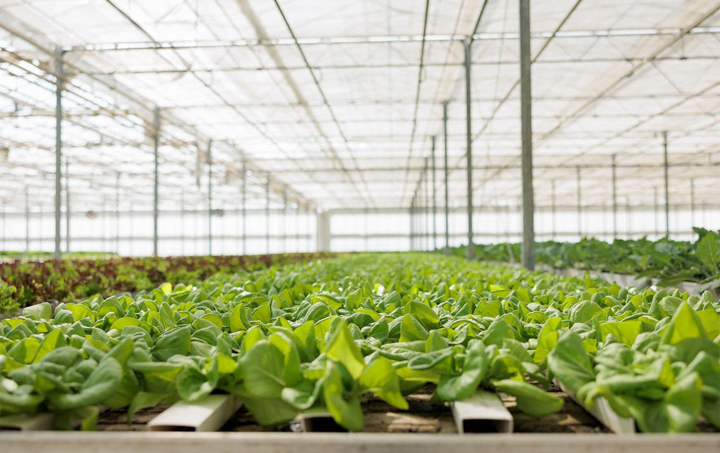 hydroponic farming